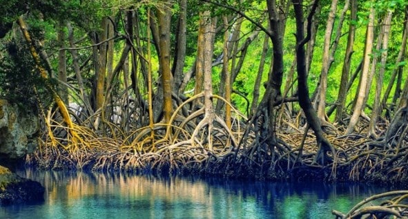 Nama lain hutan mangrove adalah