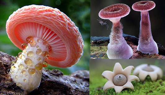 Volvariella volvacea atau jamur merang termasuk kedalam kelompok