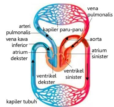 Oleh sistem melewati darah ke seluruh peredaran jantung .... tubuh dipompa tertutup darah adalah Sistem Peredaran
