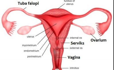 Pada organ reproduksi wanita, bagian yang berfungsi sebagai tempat fertilisasi adalah