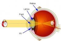 Cara Kerja Mata