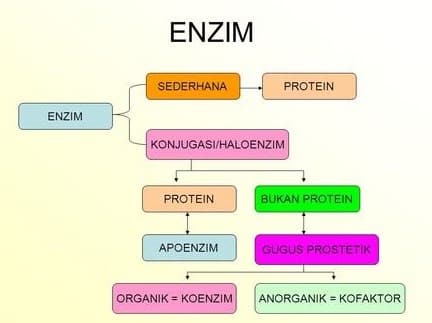 Bagian enzim tempat substrat berkombinasi adalah
