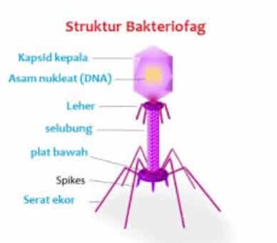 √ Pengertian Virus : Struktur, Klasifikasi, Ciri dan Kesimpulannya