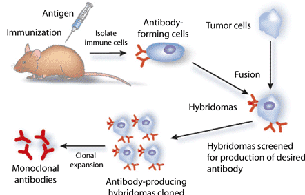 Antibodi