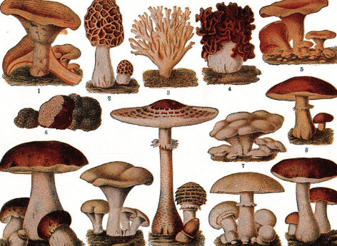 Merang pembentukan jamur tubuh buah tempat pada merupakan Basidiomycota: Pengertian,