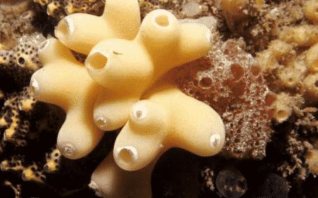 Porifera dimana habitat Fungsi Porifera