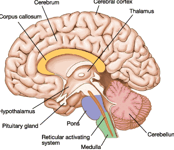 Batang Otak