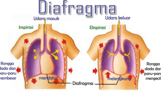 Diafragma Pernapasan