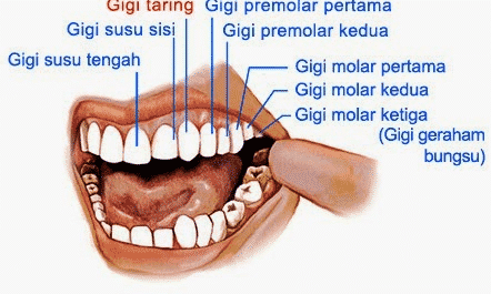 gigi molar adalah