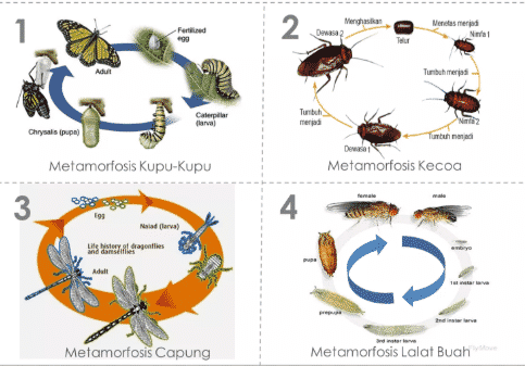 Metamorfosis insecta jelaskan pada terjadi dua yang macam Pengertian Metamorfosis