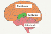 Otak Tengah