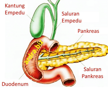 Hormon yang dirembeskan oleh pankreas