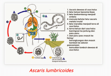 giardiavax quantas doses az aszcaris fertőzés egyik módszerének mechanizmusa