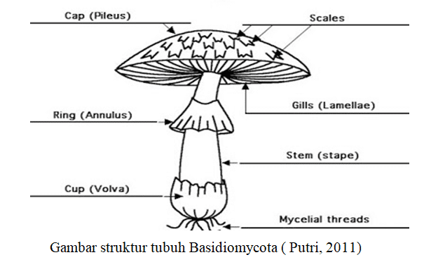 Tubuh buah pada jamur merang merupakan tempat pembentukan