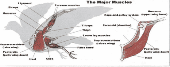 Sebutkan tiga karakteristik otot dalam tubuh