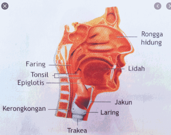 Apa fungsi dari klep epiglotis