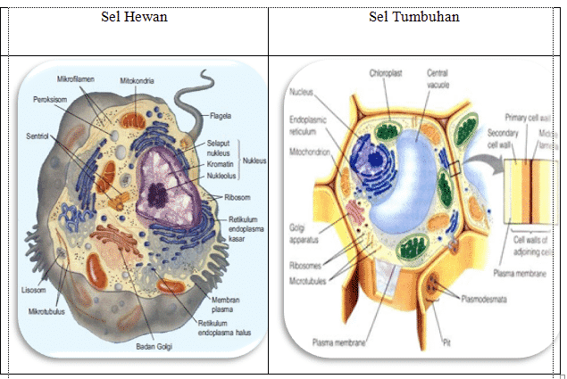 sel hewan dan sel tumbuhan