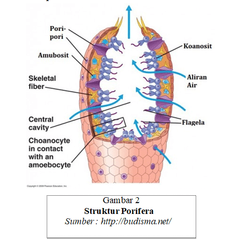 struktur tubuh porifera
