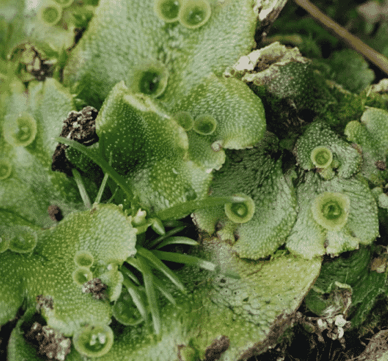 Marchantia polimorpha