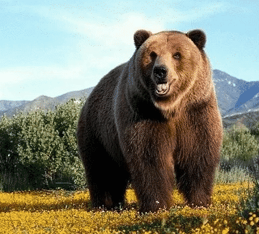 beruang