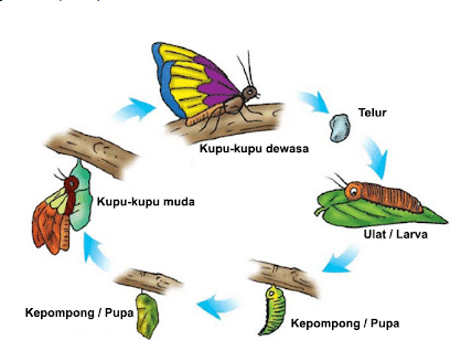 metamorfosis kupu-kupu