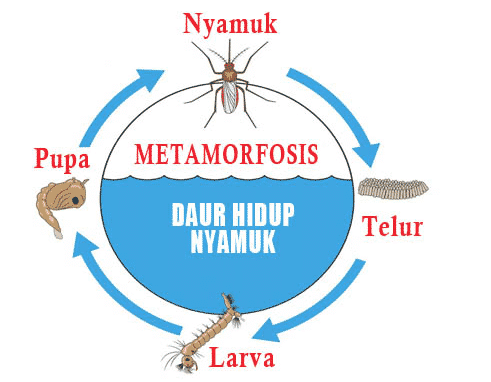 metamorfosis nyamuk