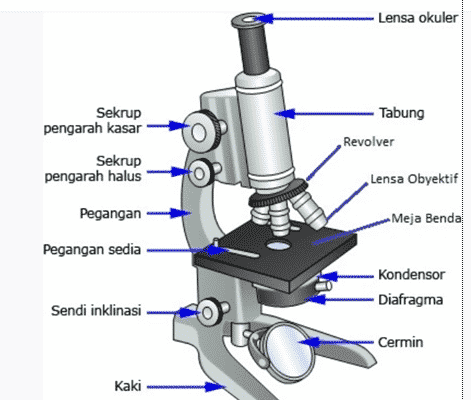 sketsa mikroskop