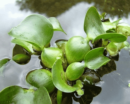 Bentuk dan berongga adalah yang mempunyai tumbuhan batang adaptasi daun lebar Bentuk Adaptasi