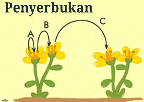 Penyerbukan yang terjadi jika serbuk sari jatuh ke kepala putik bunga lain tetapi kedua bunga masih dalam satu pohon disebut penyerbukan