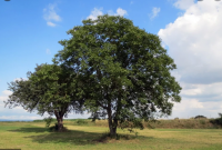 Pohon Walnut dan Tumbuhan di Sekitarnya