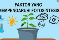 faktor yang mempengaruhi fotosintesis