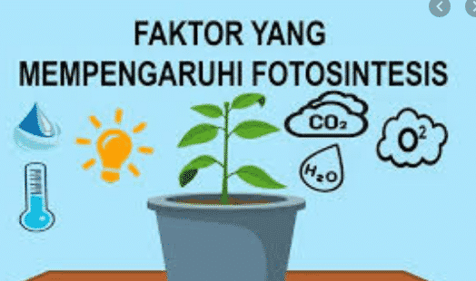 faktor yang mempengaruhi fotosintesis
