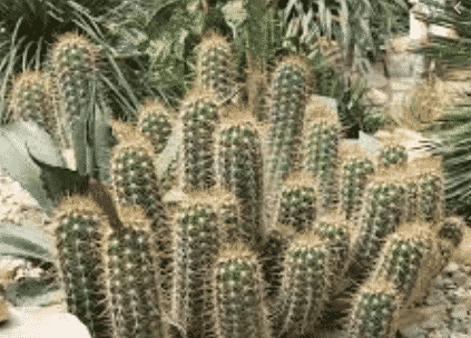 tumbuhan xerofit